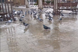 � �������� ������ ���������� ��������� ����� �� ������ �� �������� �������� � ��������