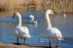 � ������������� ��������� ������� ���������������� ����������