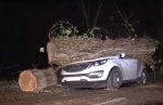 В Бендерах из-за непогоды обрушилось 12 деревьев