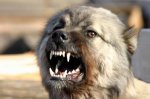 В Бендерах участились случаи укусов людей бродячими собаками