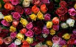 С 1 января торговля живыми цветами вдоль ограды Собора Преображения Господня будет запрещена