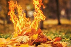 Сжигание осенних листьев опасно и противозаконно