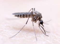 В Бендерах завтра начнут обработку водоемов от комаров 
